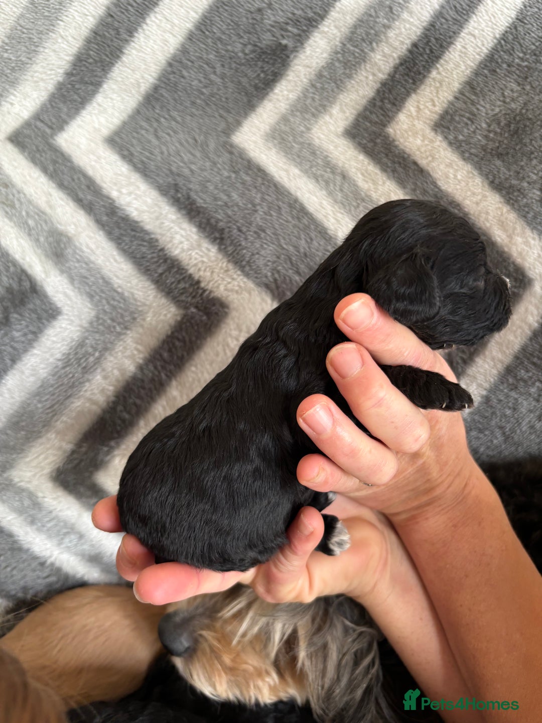 Cockapoo dogs for sale: Cockapoo puppys - Image 12