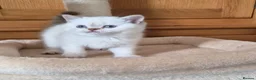 British Shorthair cats for sale: Gorgeous British Shorthair kittens  - Advert 1