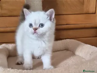 British Shorthair cats Gorgeous British Shorthair kittens - Advert 2