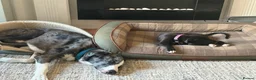 Mixed Breed dogs for sale: 12 week old female whippet x greyhound  - Advert 8