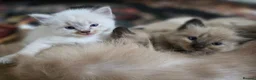 Ragdoll cats for sale: Beautiful Ragdoll Kittens - Advert 12