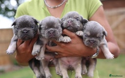 French Bulldog dogs for sale: French bulldogs fluffys  - Image 3