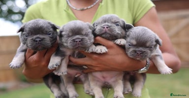 French Bulldog dogs - Advert 18