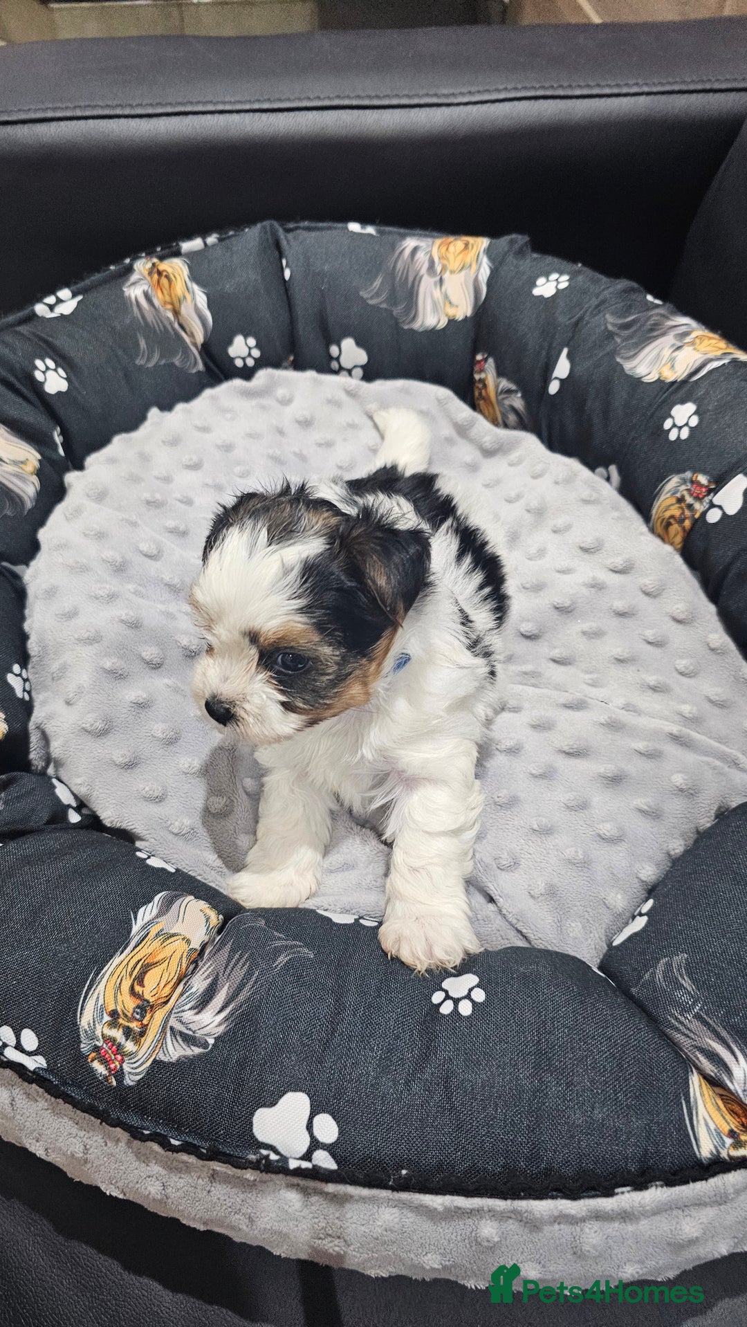 Yorkshire Terrier dogs for sale: 3 boys biewer yorkshire terrier with IHR Pedigree - Advert 9