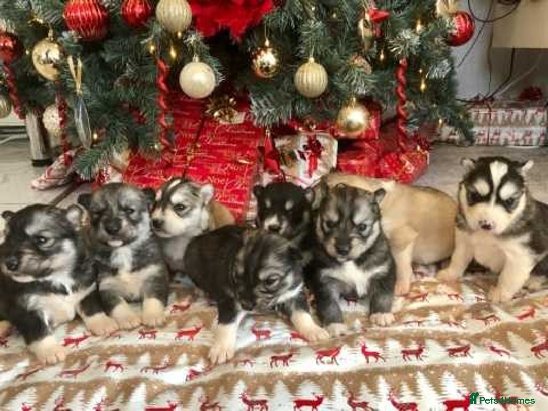 Siberian Husky dogs for stud: Siberian husky Stud (Proven) in Bishop's Stortford - Image 6