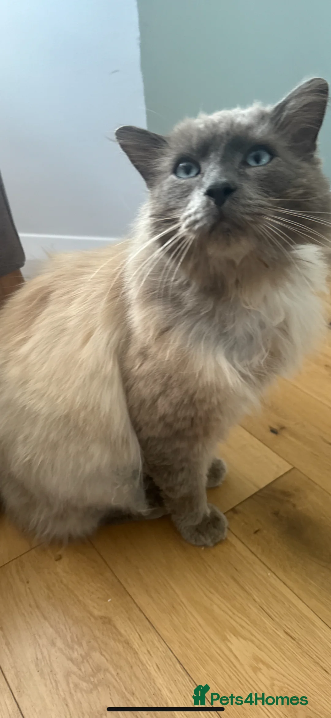 Ragdoll cats for sale: Ragdoll   - Advert 2