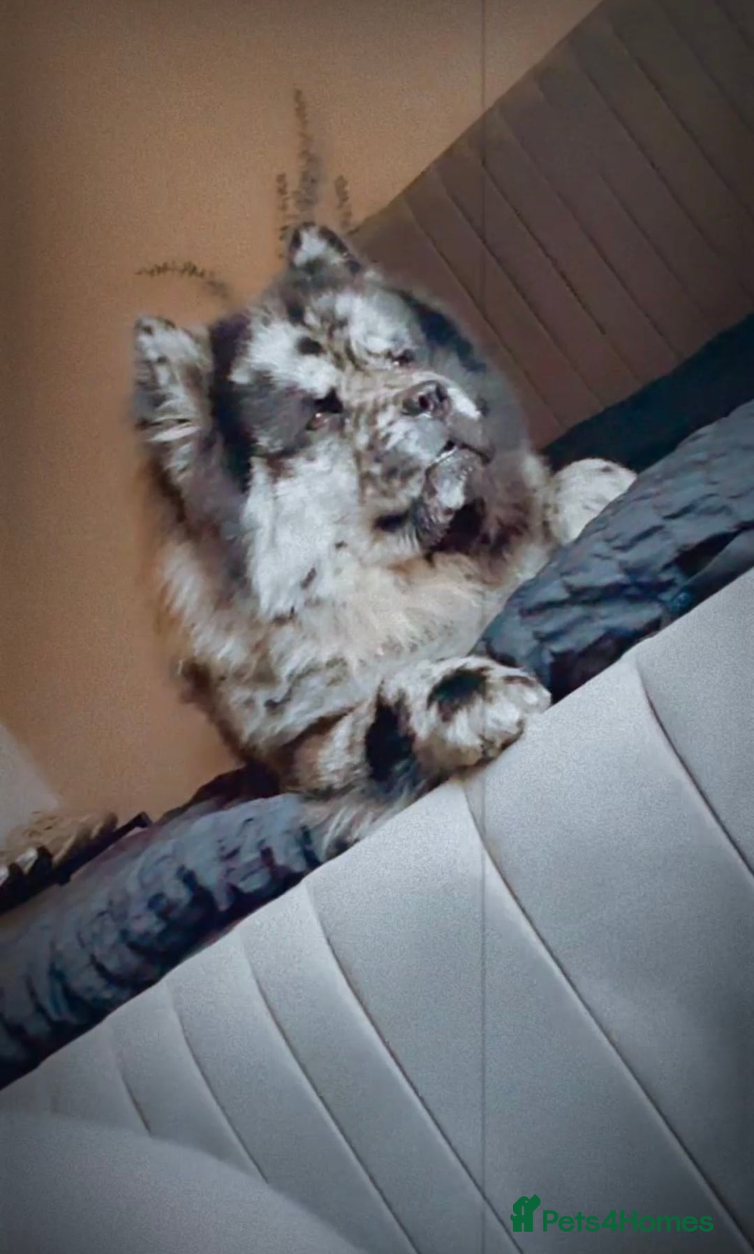 Chow Chow dogs for sale: Male Merle chow chow  - Image 4