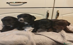 Cocker Spaniel dogs for sale: 7 beautiful cocker spaniels  - Image 28