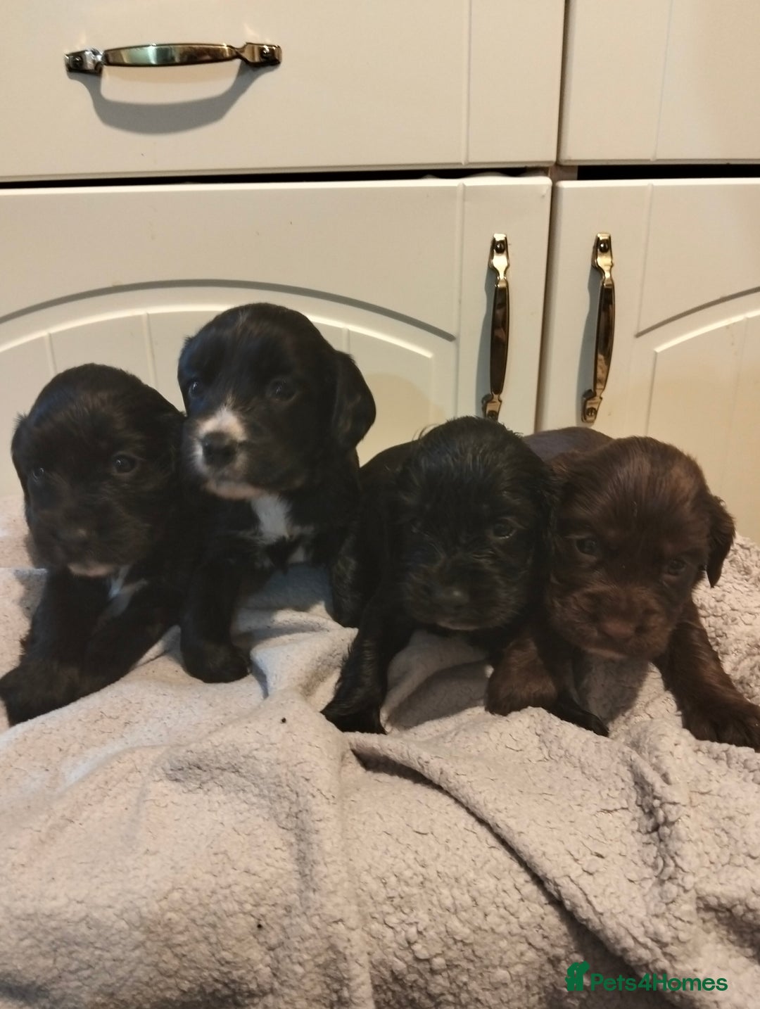 Cocker Spaniel dogs for sale: 7 beautiful cocker spaniels  - Image 28