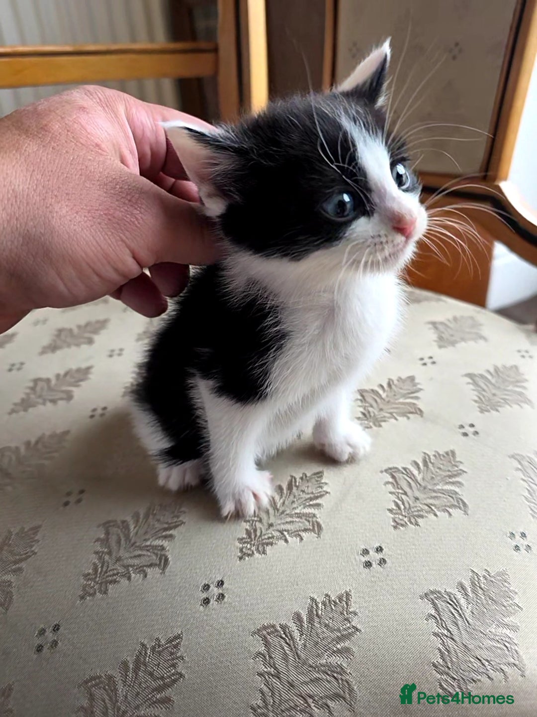 Mixed Breed cats for sale: 5 Adorable Kittens Ready for New Homes 🐾 - Image 19