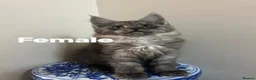 Maine Coon cats for sale: Licensed breeder-maine coon kittens - Advert 6