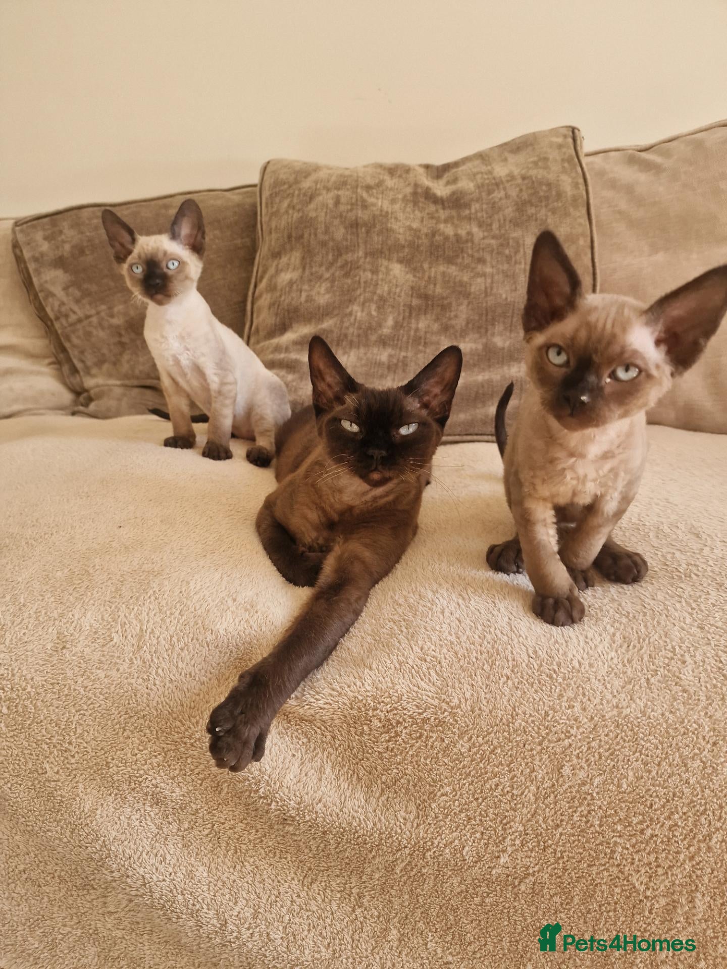 Devon Rex cats Adorable Devon Rex Kittens 💕 - Advert 1