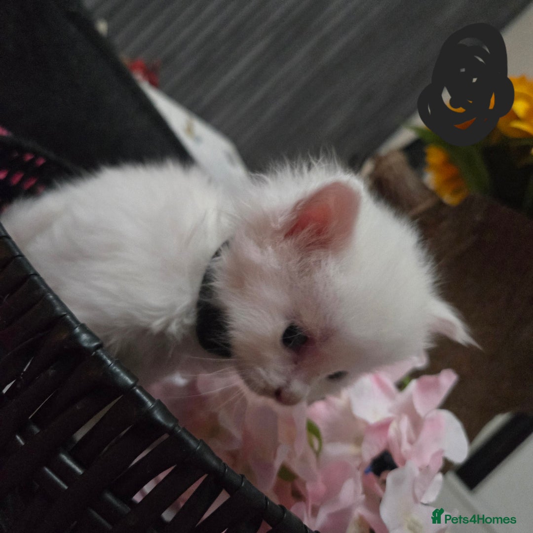 Maine Coon cats for sale: Champion russian Maine coon kittens - Advert 24