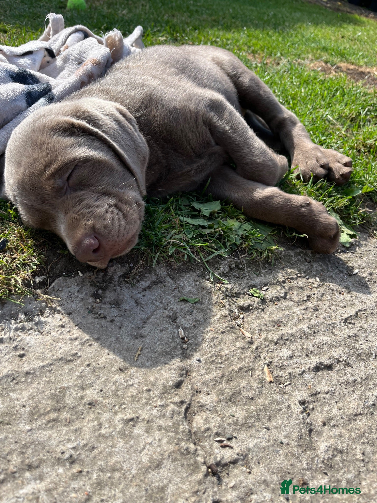 Labrador Retriever dogs Gorgeous Silver Labrador Puppies  - Advert 2