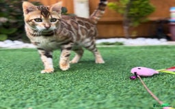 Bengal cats for sale: Beautiful Active Bengal Queen - Imported Line - Image 12