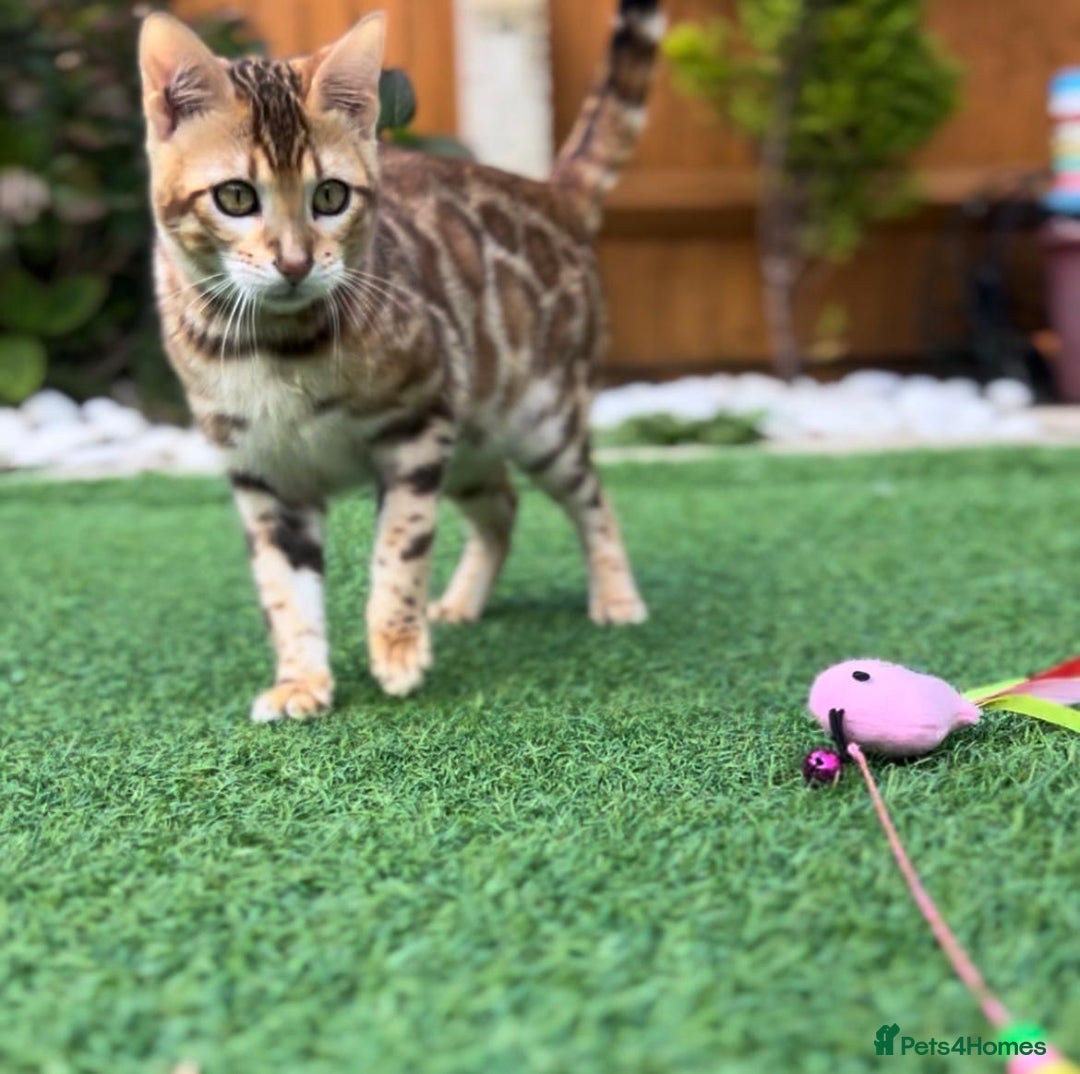Bengal cats for sale: Beautiful Active Bengal Queen - Imported Line - Image 12