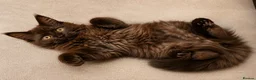 Maine Coon cats for sale: Gorgeous Smokey Maine Coon Kitten  in Falkirk - Advert 3