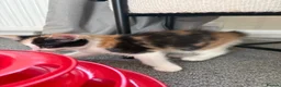 Mixed Breed cats for sale: Female Calico Kitten - Advert 17