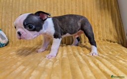 Boston Terrier dogs for sale: Adorable KC reg Boston Terrier Puppies - Image 20