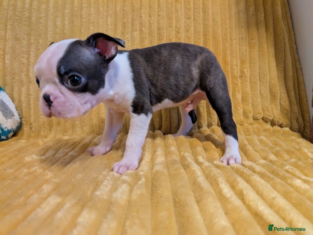 Boston Terrier dogs for sale: Adorable KC reg Boston Terrier Puppies - Image 20