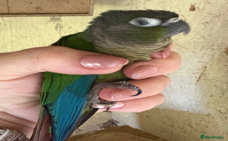 Conures birds - Advert 1