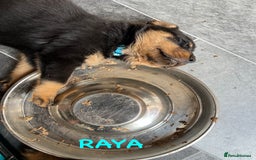 Rottweiler dogs for sale: Family bred and loved Rottweiller puppies - Image 15