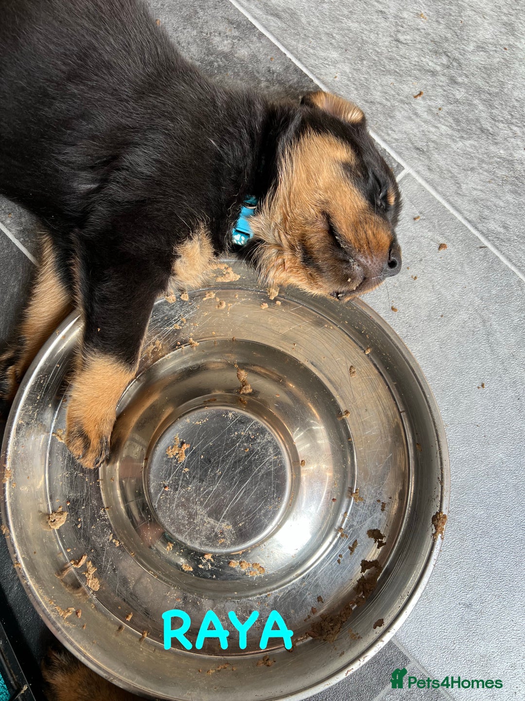 Rottweiler dogs for sale: Family bred and loved Rottweiller puppies - Image 15
