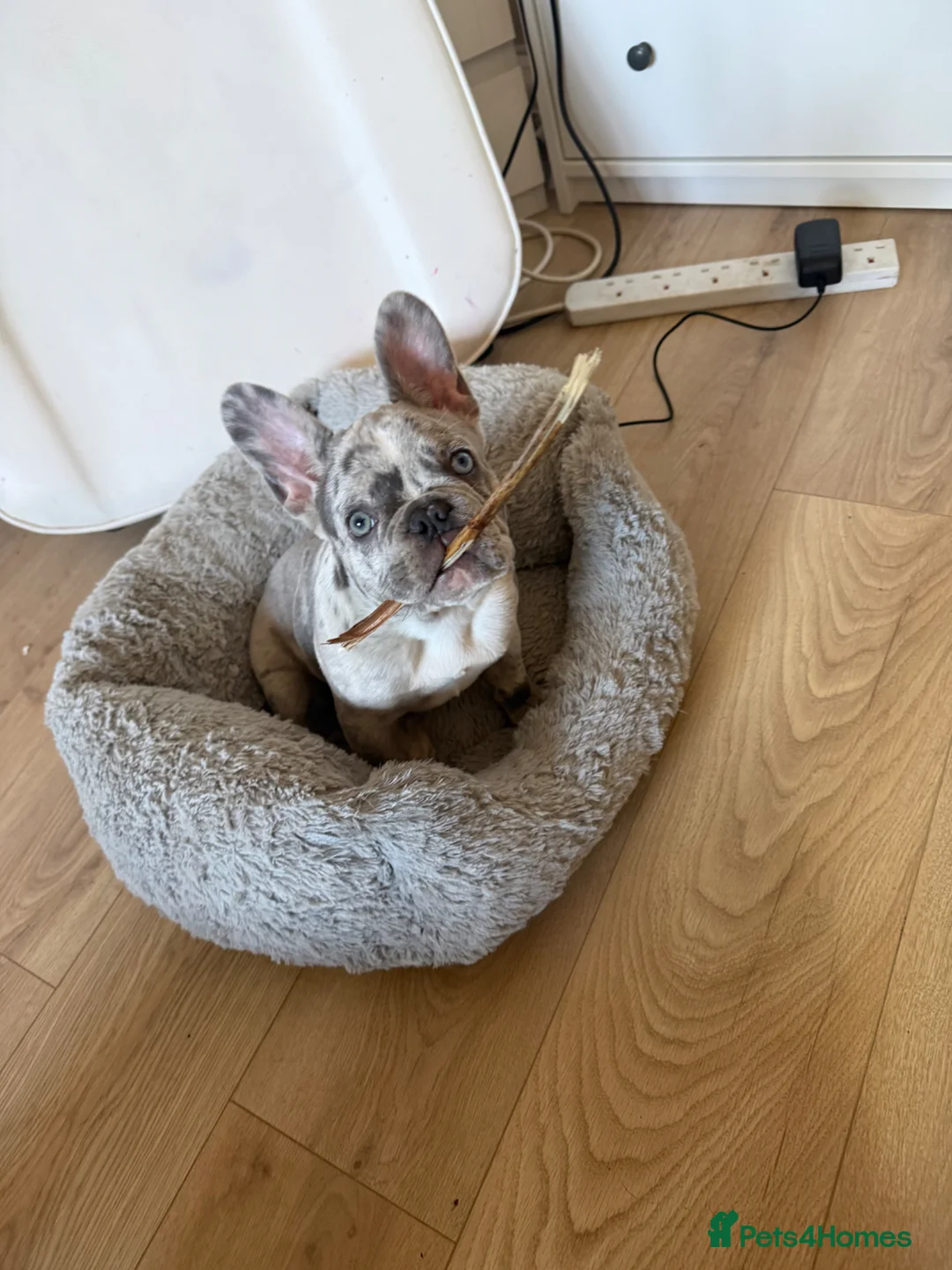 French Bulldog dogs for sale: French bulldog puppy - Advert 1