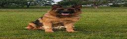 German Shepherd dogs for sale: Beautiful Gsd,Puppies  - Advert 6