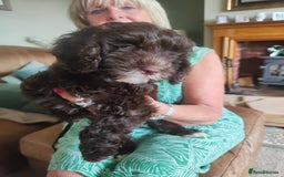 Cockapoo dogs for sale: Beautiful cockapoo puppies  in Alfreton - Image 7