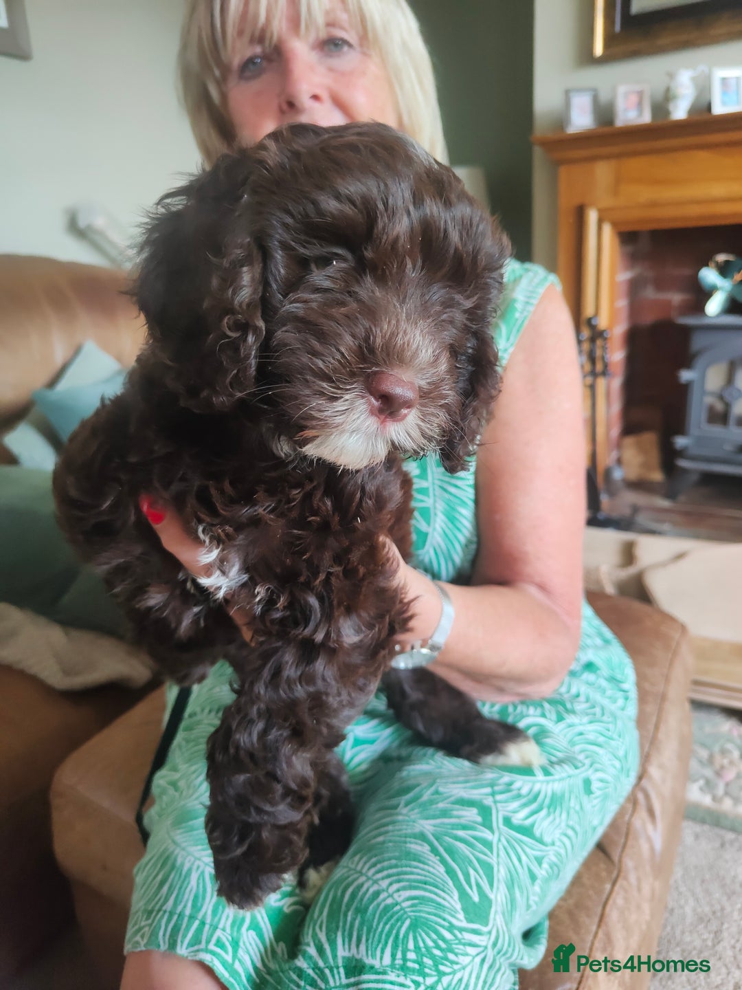 Cockapoo dogs for sale: Beautiful cockapoo puppies  in Alfreton - Image 7