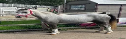 Welsh Section A horses for sale: Little Pea  - Advert 1