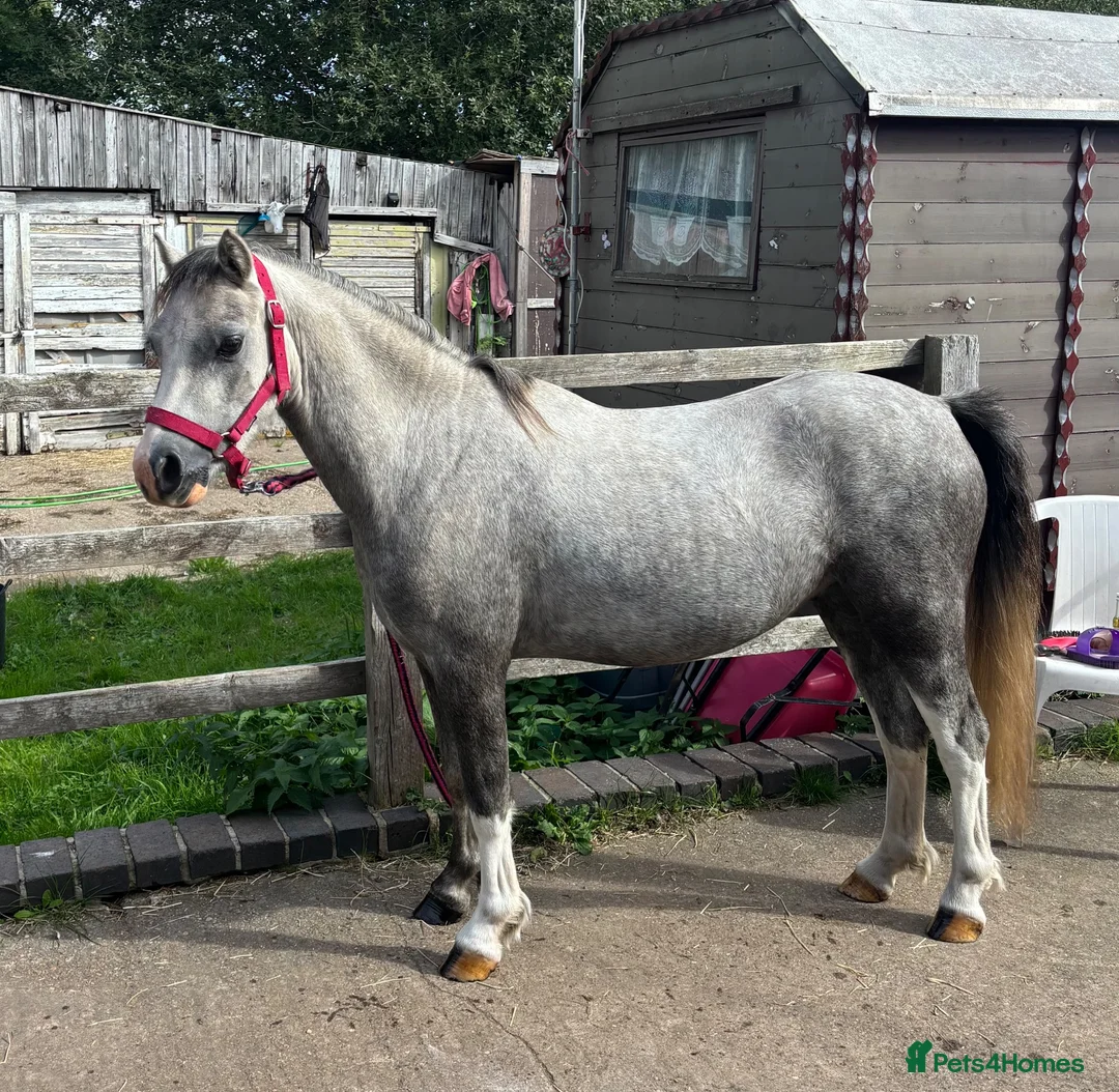 Welsh Section A horses for sale: Little Pea  - Advert 1