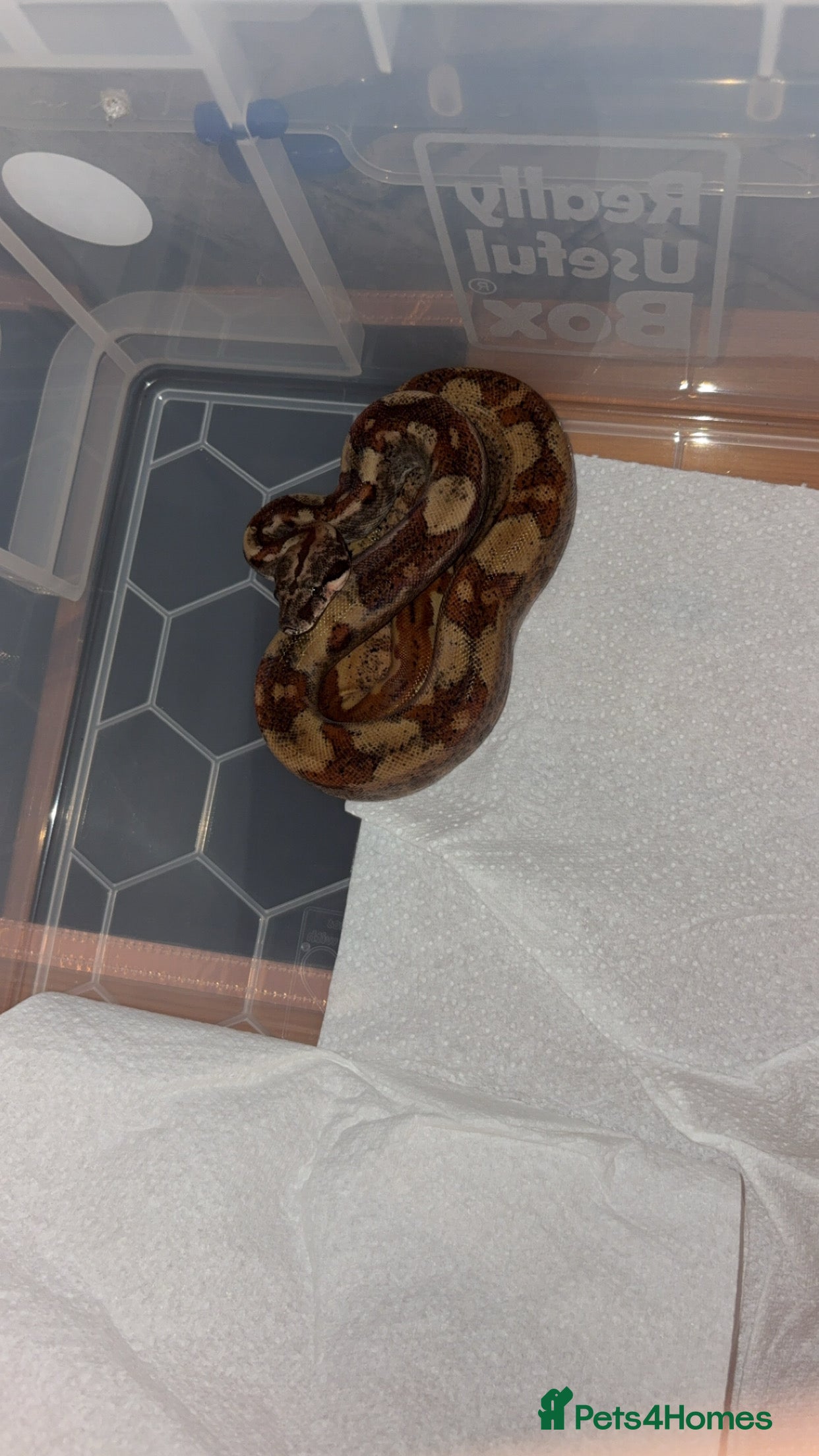 Boa Snake reptiles Boa constrictors  - Advert 2