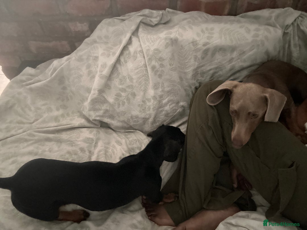 Miniature Dachshund dogs for sale: Lovely Miniature Dachshund for sale - Image 2