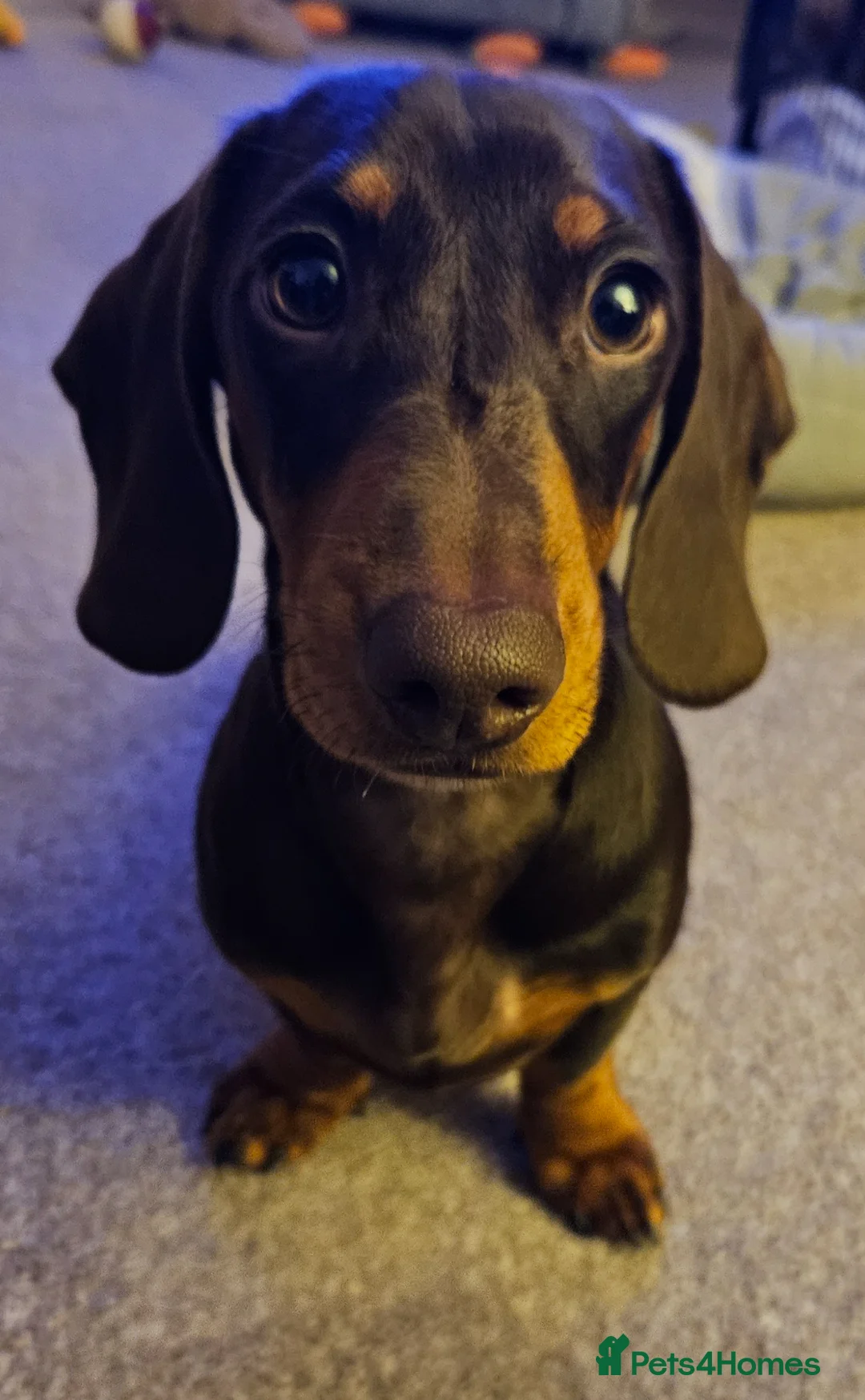 Miniature Dachshund dogs for sale: 2 x miniature dachshund  - Advert 5