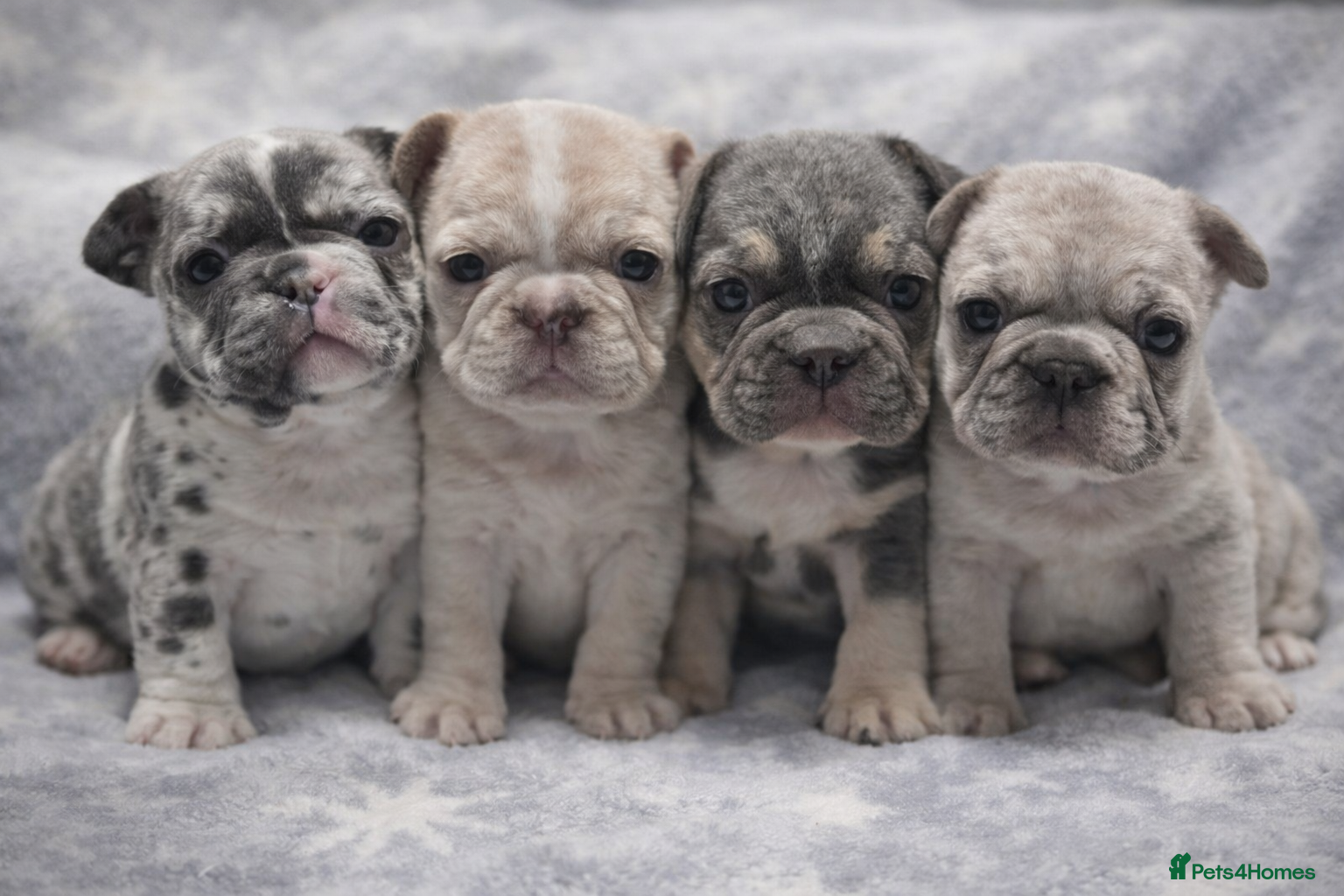 French Bulldog dogs French Bulldog Puppies Available - Advert 1