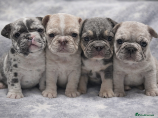 French Bulldog dogs French Bulldog Puppies Available - Advert 4