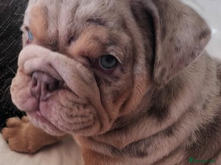 English Bulldog dogs - Advert 16