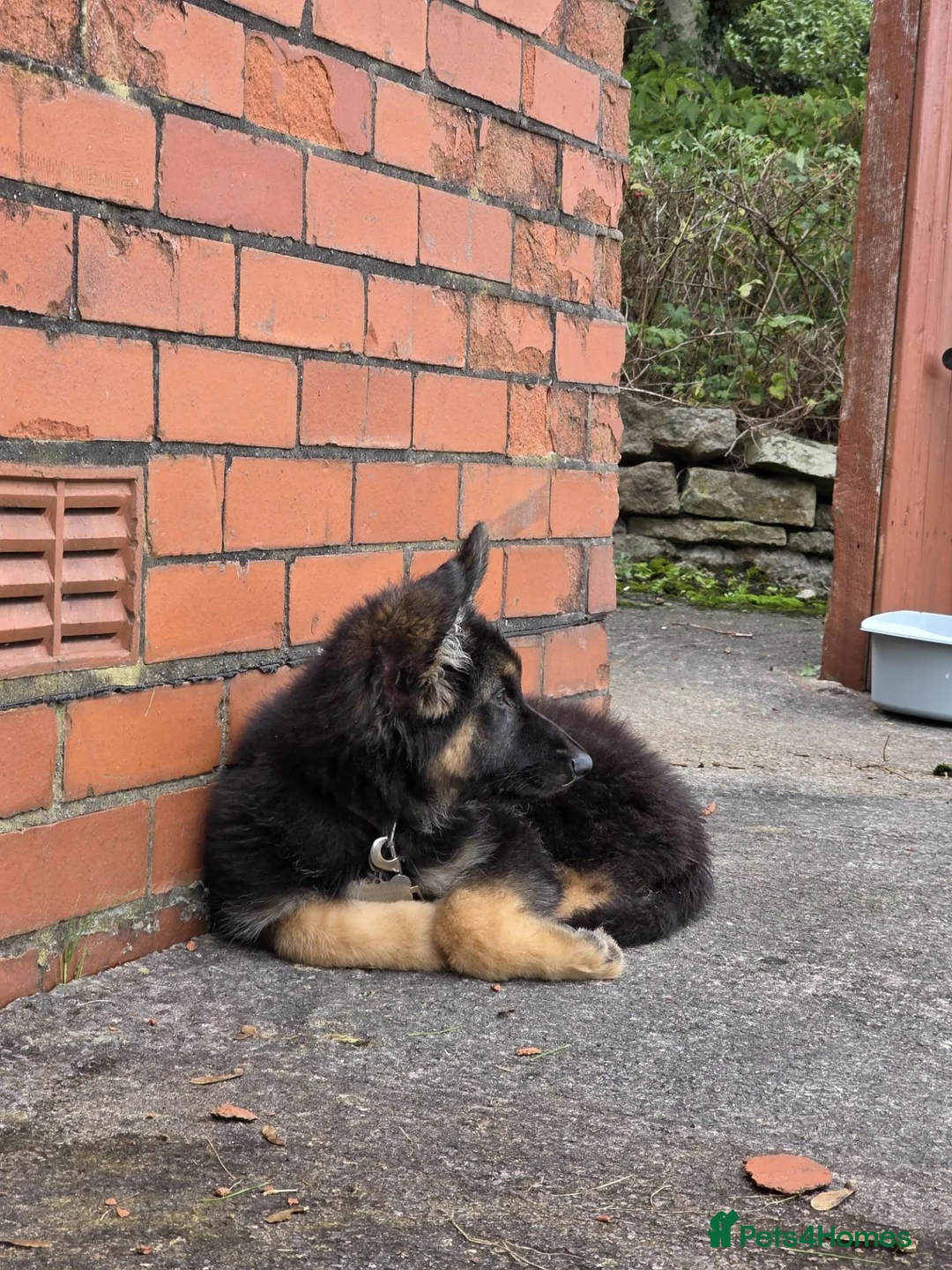 German Shepherd dogs for sale: STUNNING LONG-COATED GERMAN SHEPHERD PUPPY  - Advert 3