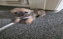 Mixed Breed dogs for sale: 3 cute lil Chihuahua X Chinese Crested puppies - Image 5