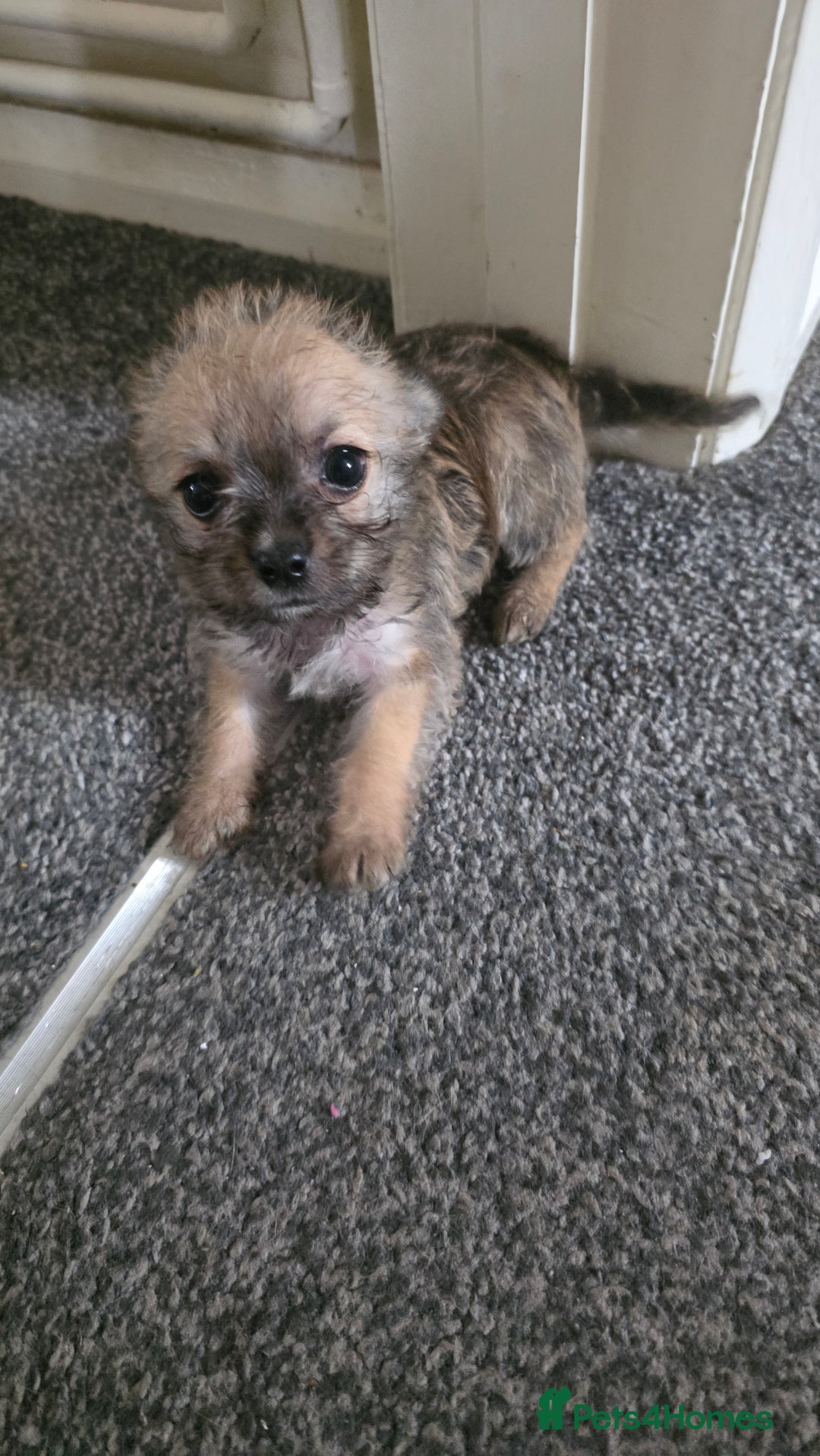 Mixed Breed dogs for sale: 3 cute lil Chihuahua X Chinese Crested puppies - Image 5