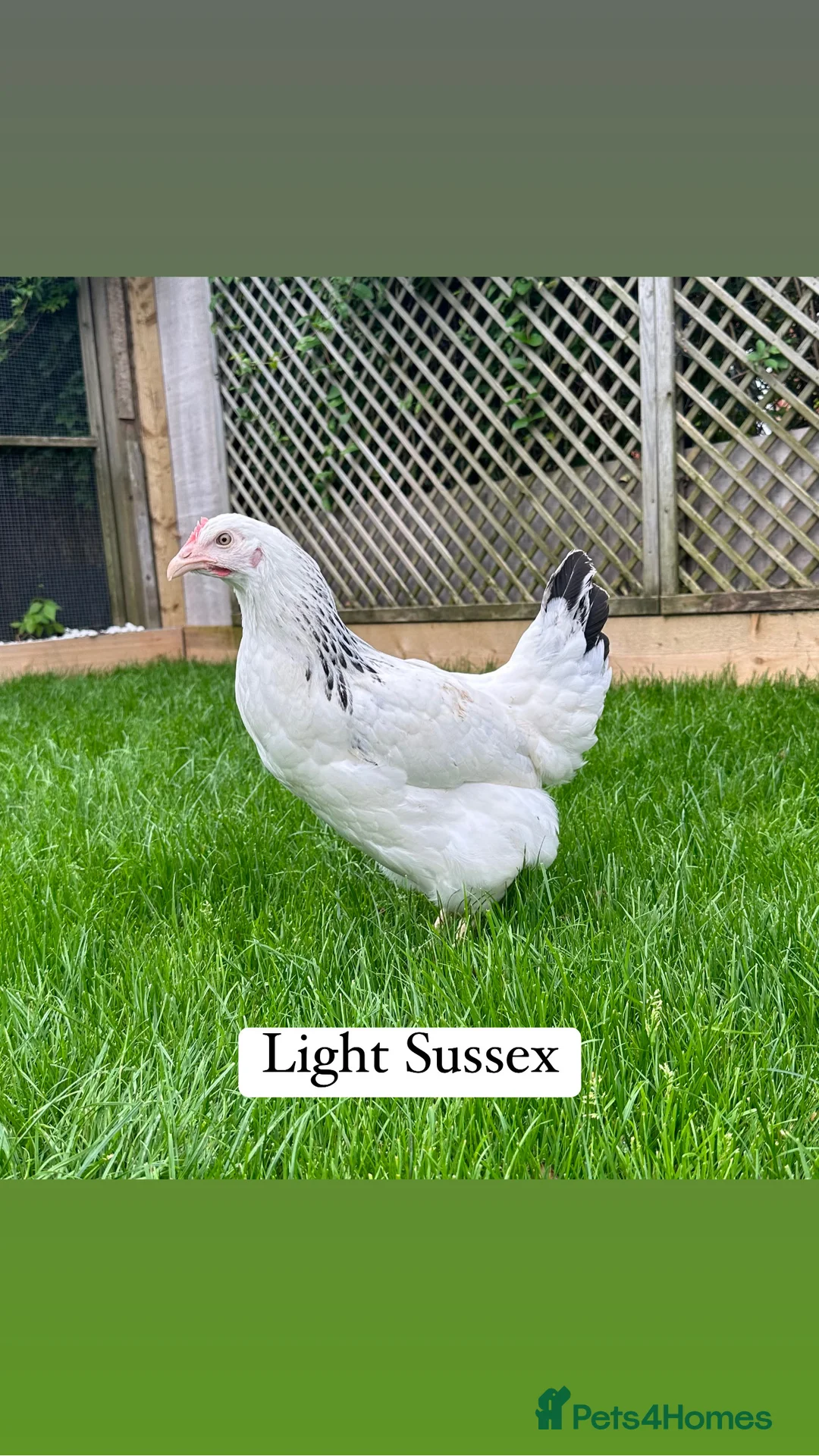 Chickens poultry for sale: Coloured hybrid hens at point of lay - Advert 12