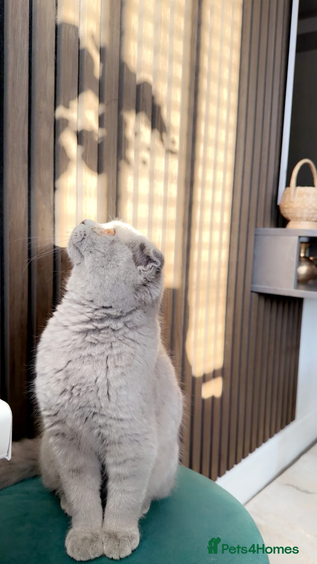 Scottish Fold cats for sale: Beautiful Scottish Fold Female – Bella – Ready Now - Advert 2