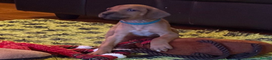  Puppy 2