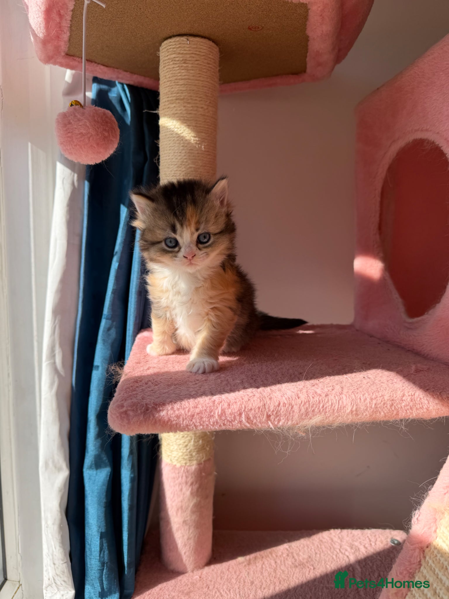 British Longhair cats looking for new home !!!! - Advert 4