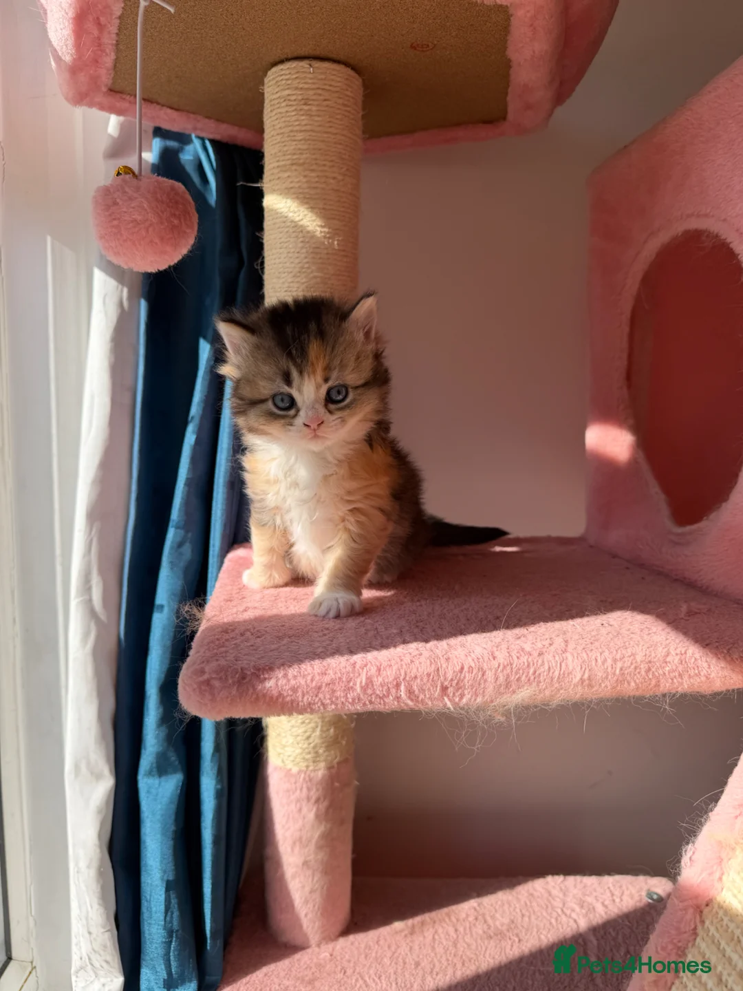 British Longhair cats for sale: looking for new home !!!! - Advert 1