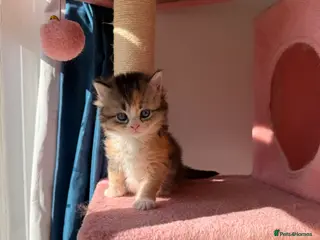 British Longhair cats looking for new home !!!! - Advert 4