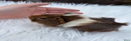 Guinea Pig rodents for sale: Baby guinea pigs  - Advert 8