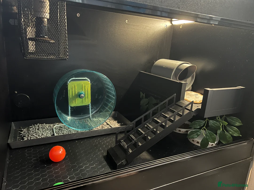 Pygmy Hedgehog rodents for sale: Hedgehog Tank - Advert 2